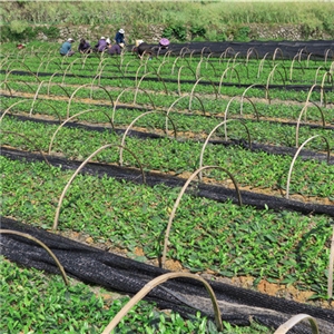恨水茶業公司有機茶苗基地